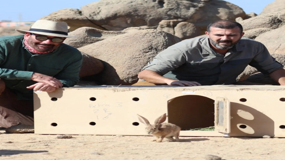 إعادة توطين الأرنب العربي بمحمية الأمير محمد بن سلمان الملكية